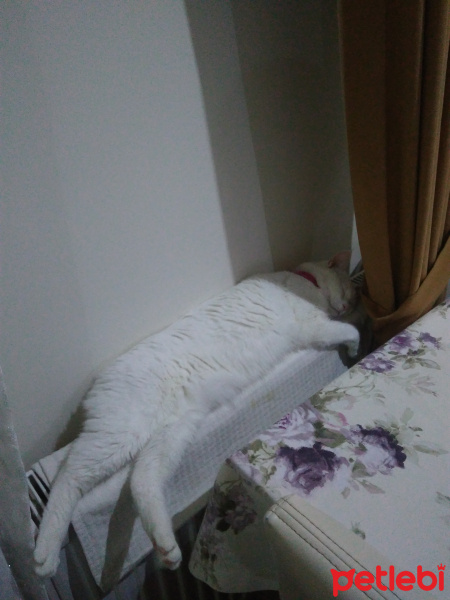 Van Kedisi, Kedi  İnci fotoğrafı