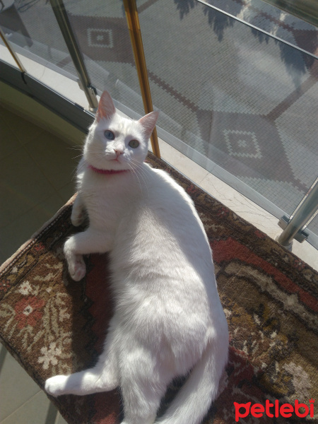 Van Kedisi, Kedi  İnci fotoğrafı
