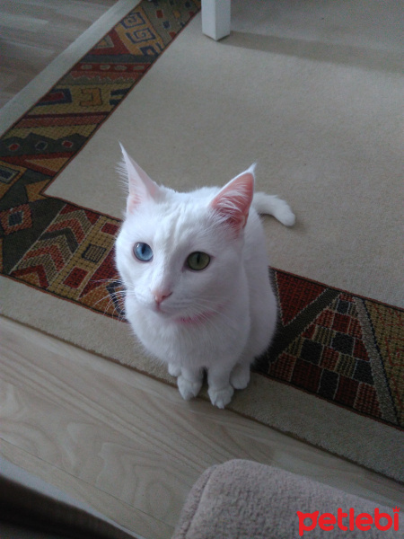 Van Kedisi, Kedi  İnci fotoğrafı