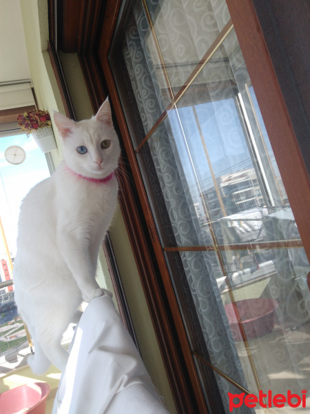 Van Kedisi, Kedi  İnci fotoğrafı