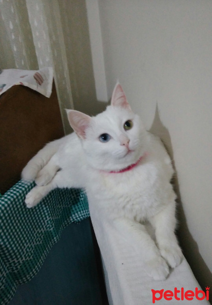 Van Kedisi, Kedi  İnci fotoğrafı