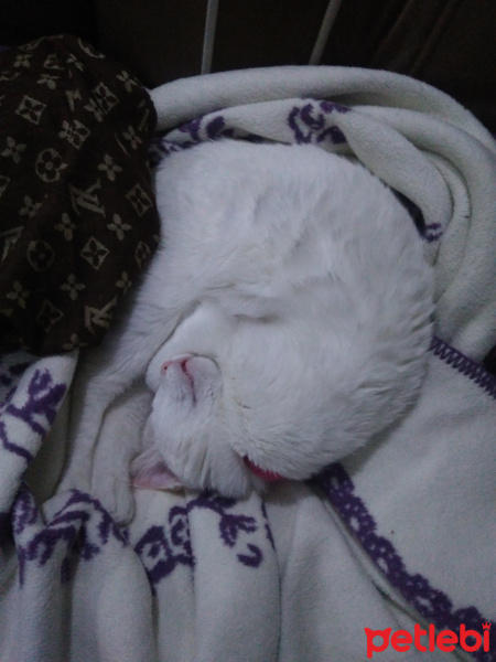 Van Kedisi, Kedi  İnci fotoğrafı