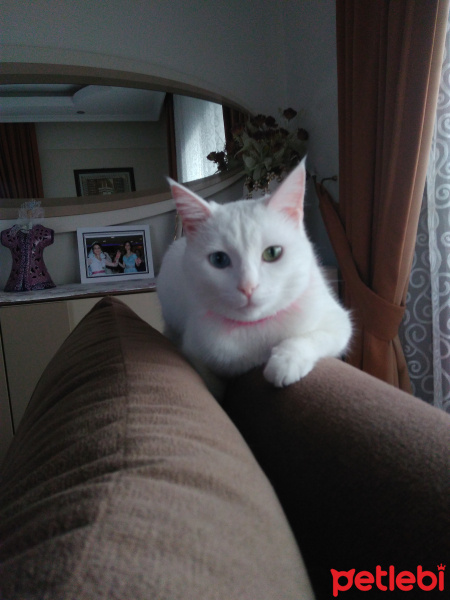 Van Kedisi, Kedi  İnci fotoğrafı