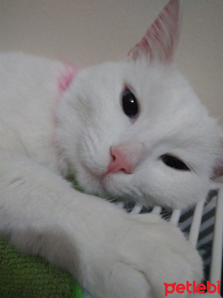 Van Kedisi, Kedi  İnci fotoğrafı