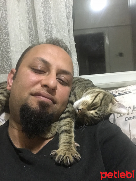 Tekir Kedi, Kedi  Çılgın fotoğrafı