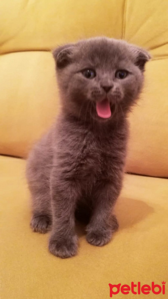 Scottish Fold, Kedi  Ragnar fotoğrafı