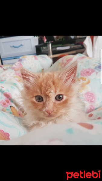 İran Kedisi (Persian), Kedi  Minnak fotoğrafı