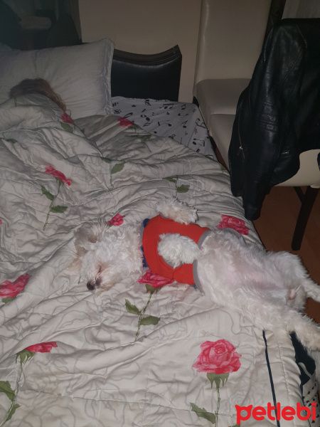 Maltese, Köpek  Pamuk fotoğrafı