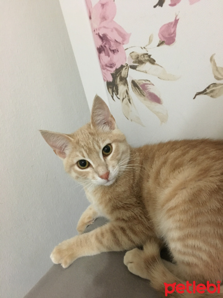 Sarman, Kedi  Tokyo fotoğrafı
