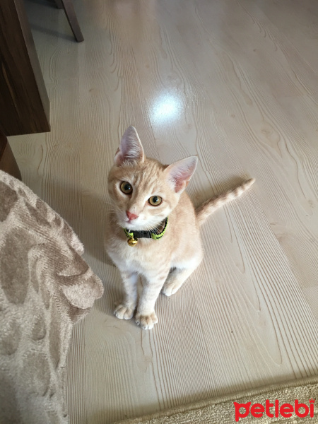 Sarman, Kedi  Tokyo fotoğrafı