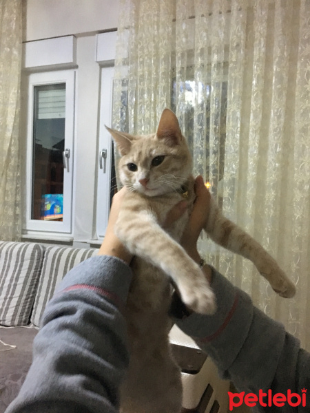 Sarman, Kedi  Tokyo fotoğrafı