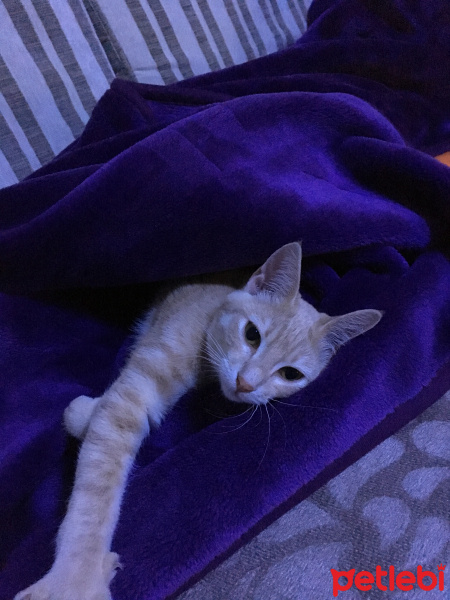 Sarman, Kedi  Tokyo fotoğrafı