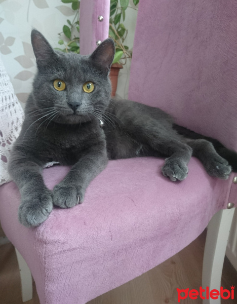 British Shorthair, Kedi  Duman fotoğrafı