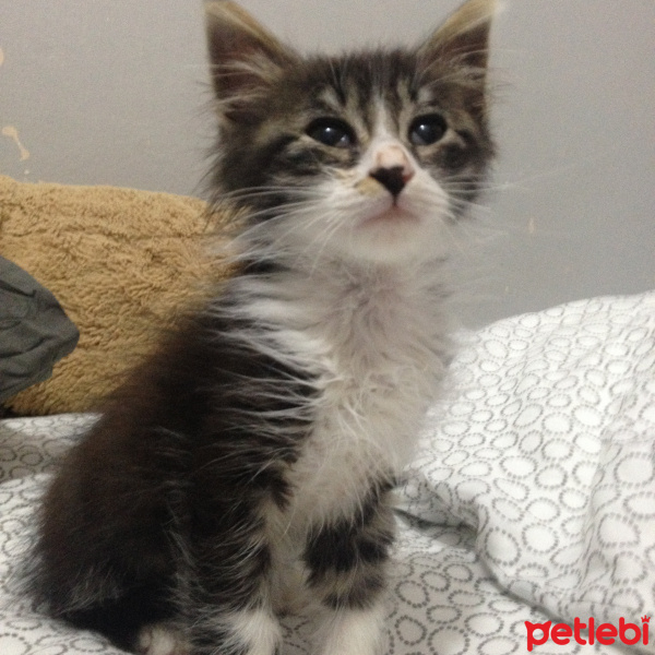 Siyam Kedisi, Kedi  Sezar fotoğrafı