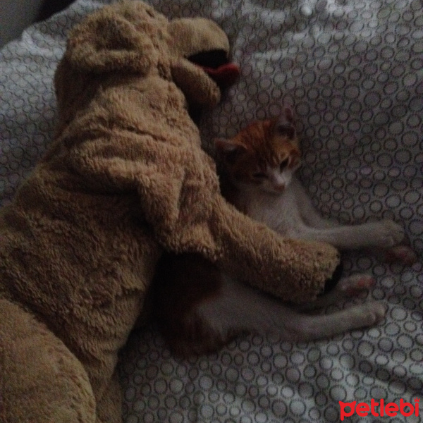 Siyam Kedisi, Kedi  Sezar fotoğrafı
