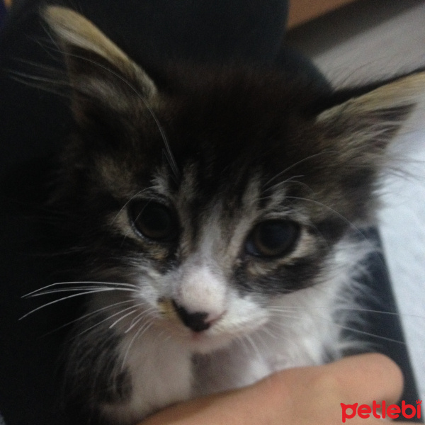 Siyam Kedisi, Kedi  Sezar fotoğrafı