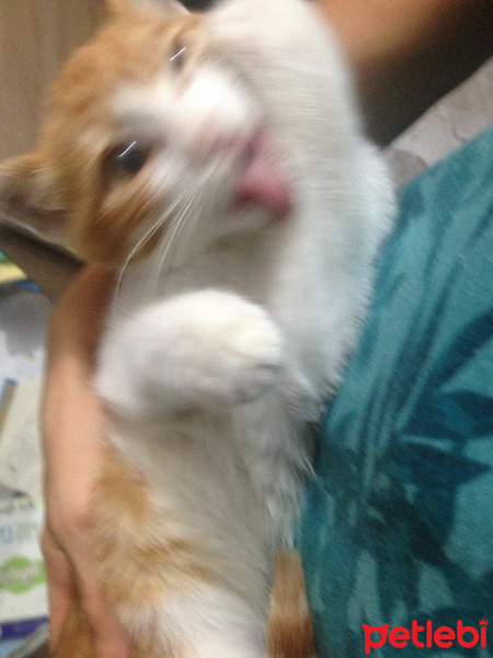 Siyam Kedisi, Kedi  Sezar fotoğrafı