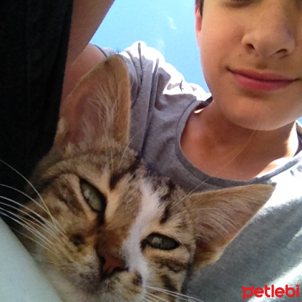 Siyam Kedisi, Kedi  Sezar fotoğrafı