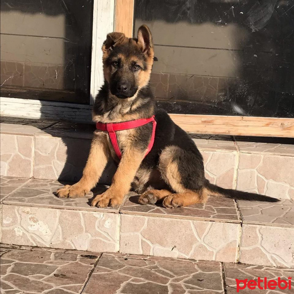 Alman Çoban Köpeği, Köpek  Hodor fotoğrafı