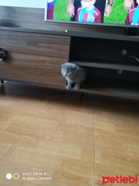Scottish Fold, Kedi  Patik fotoğrafı