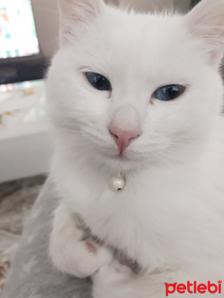 Van Kedisi, Kedi  Bihter fotoğrafı