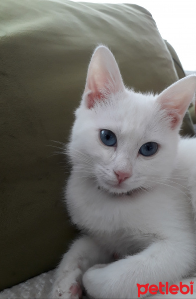 Van Kedisi, Kedi  Bihter fotoğrafı