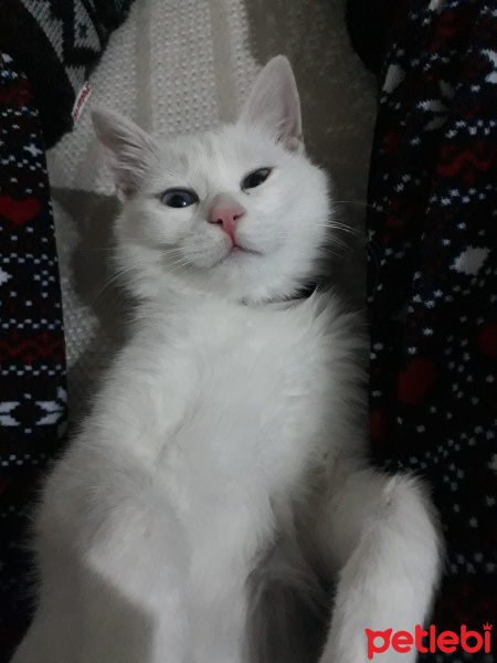 Van Kedisi, Kedi  Bihter fotoğrafı