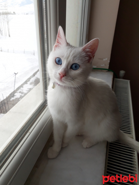 Van Kedisi, Kedi  Bihter fotoğrafı