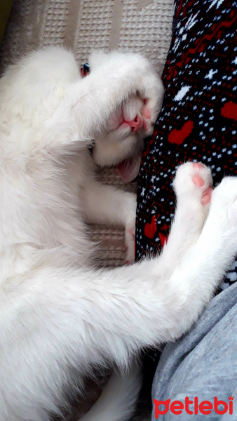 Van Kedisi, Kedi  Bihter fotoğrafı