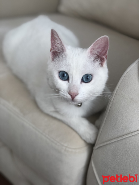 Van Kedisi, Kedi  Bihter fotoğrafı