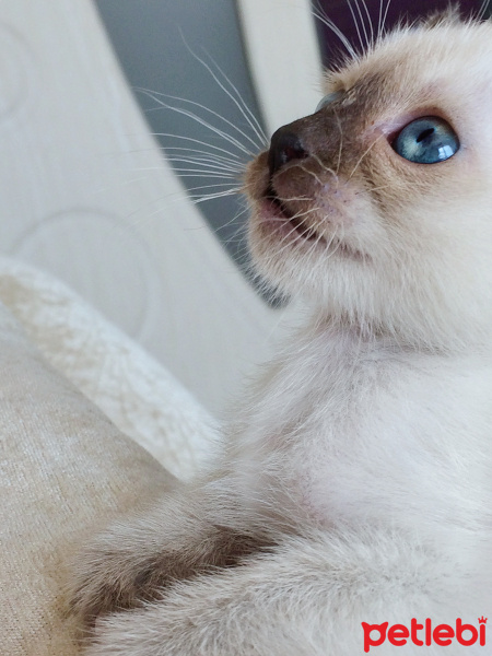 Siyam Kedisi, Kedi  Ocean fotoğrafı
