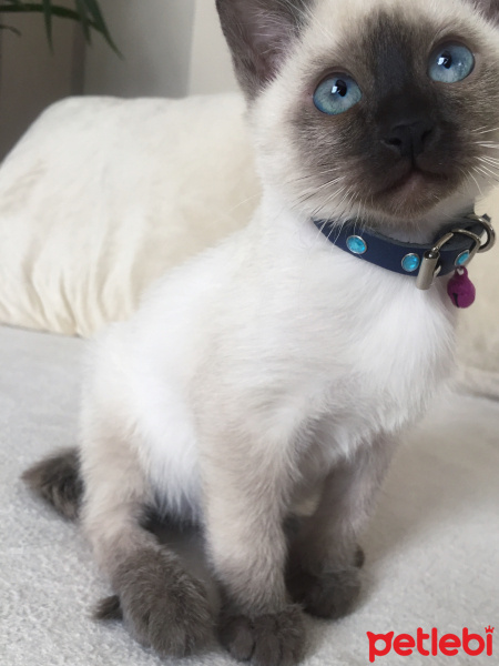 Siyam Kedisi, Kedi  Ocean fotoğrafı