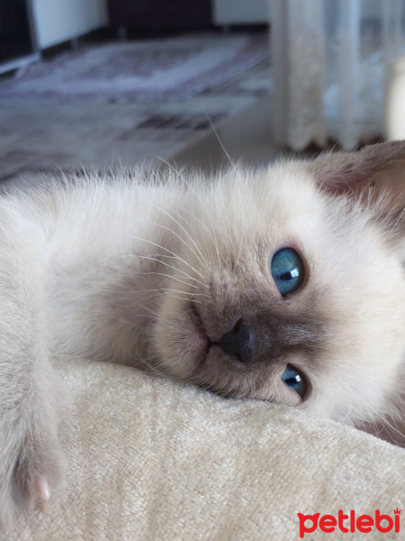 Siyam Kedisi, Kedi  Ocean fotoğrafı