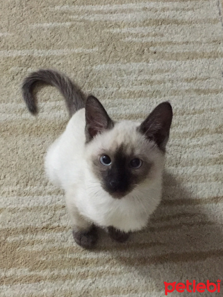 Siyam Kedisi, Kedi  Ocean fotoğrafı