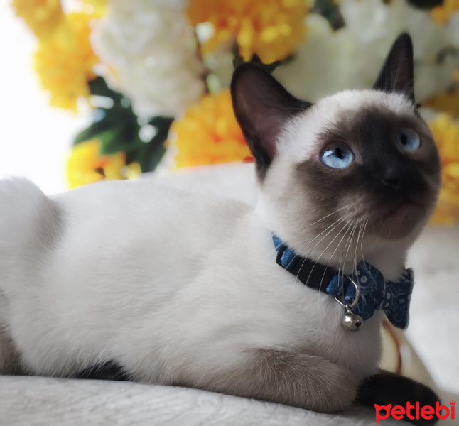 Siyam Kedisi, Kedi  Ocean fotoğrafı