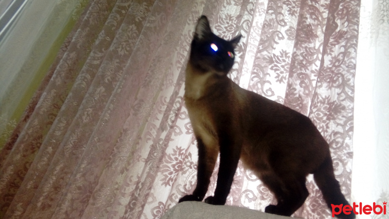 American Curl, Kedi  Siyam kedisi fotoğrafı