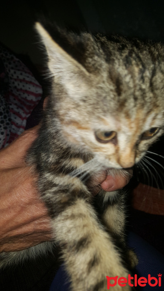 Tekir Kedi, Kedi  Viski fotoğrafı