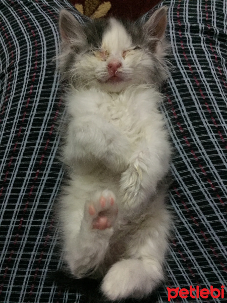 Tekir Kedi, Kedi  Korsan fotoğrafı