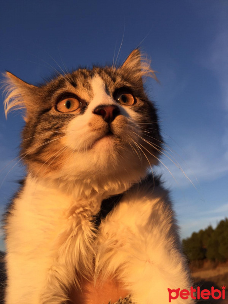 Tekir Kedi, Kedi  Babiş fotoğrafı