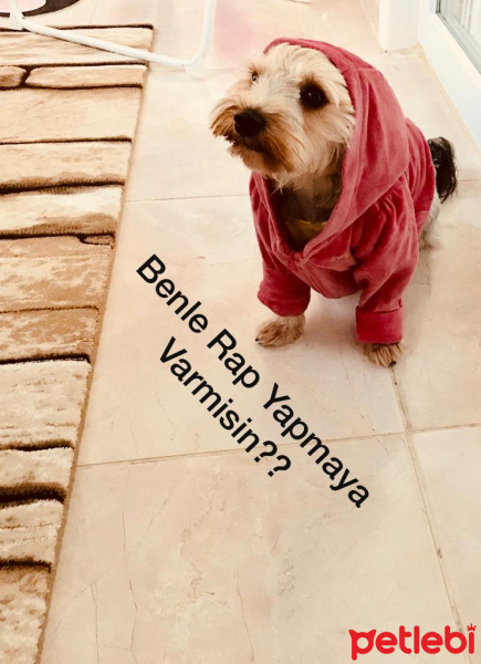 Yorkshire Terrier, Köpek  BAMBAM--- fotoğrafı