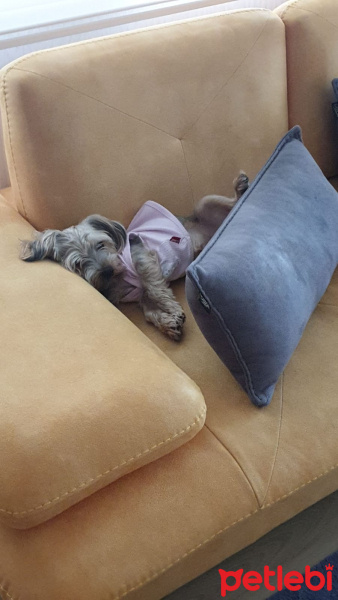Yorkshire Terrier, Köpek  BAMBAM--- fotoğrafı