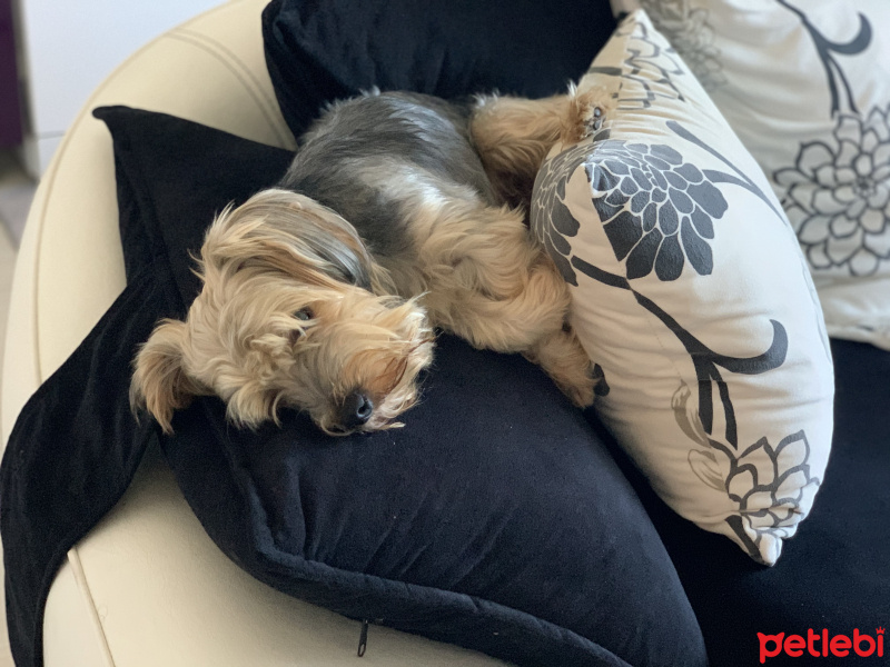 Yorkshire Terrier, Köpek  BAMBAM--- fotoğrafı