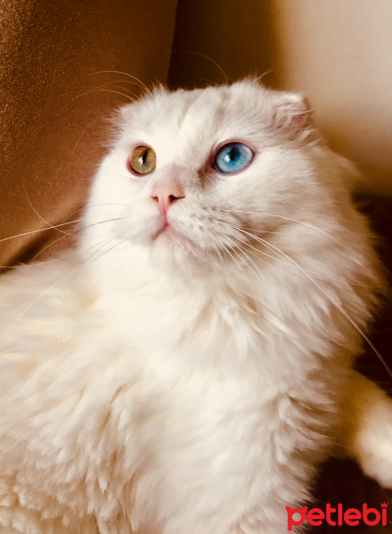 Scottish Fold, Kedi  Beyaz fotoğrafı