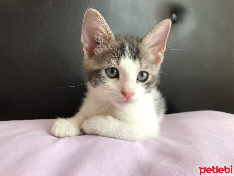 Tekir Kedi, Kedi  Pac fotoğrafı