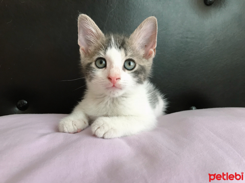 Tekir Kedi, Kedi  Pac fotoğrafı