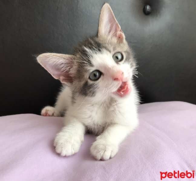 Tekir Kedi, Kedi  Pac fotoğrafı