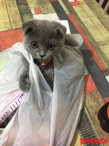 Scottish Fold, Kedi  Frida fotoğrafı