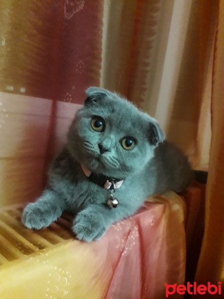 Scottish Fold, Kedi  Frida fotoğrafı