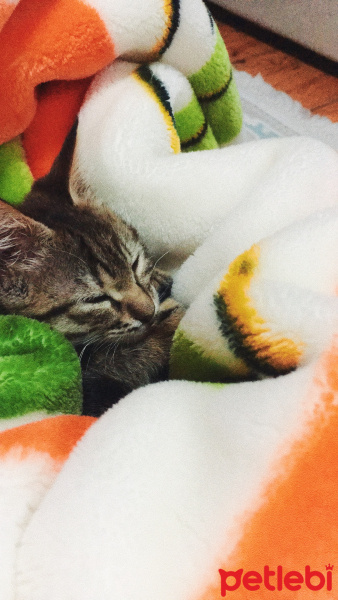 Tekir Kedi, Kedi  Yavru sahiplendirme fotoğrafı