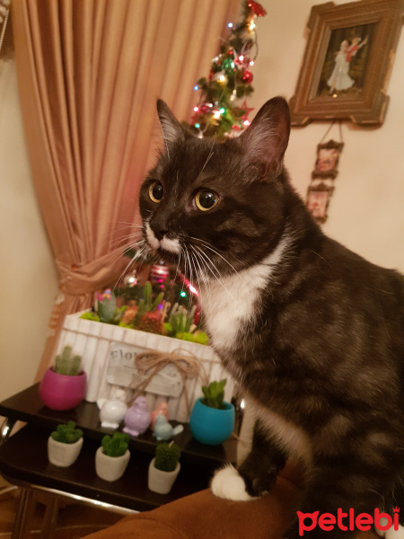 Tekir Kedi, Kedi  Brain fotoğrafı